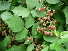 Rubus fruticosus