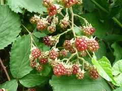 Rubus fruticosus