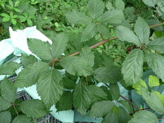 Rubus fruticosus