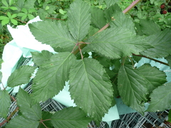 Rubus fruticosus
