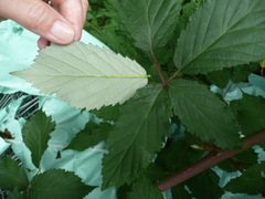 Rubus fruticosus