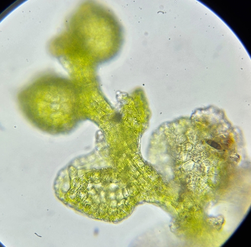 Image of Microlejeunea ulicina by (c) Helen Waterman, some rights reserved (CC BY)