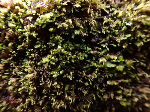 Image of Microlejeunea ulicina by (c) Helen Waterman, some rights reserved (CC BY)