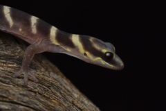 Inland Marbled Velvet Gecko photo 2