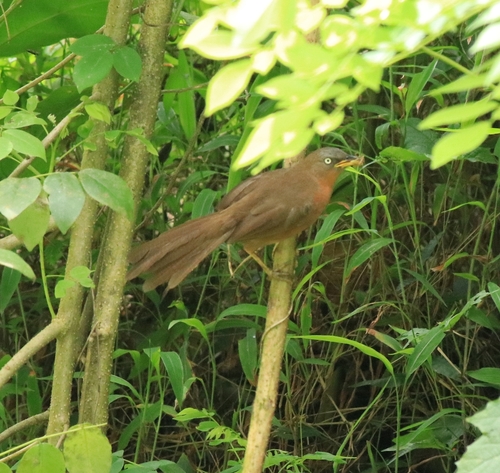 Rufous Babbler (Argya subrufa), photo 10