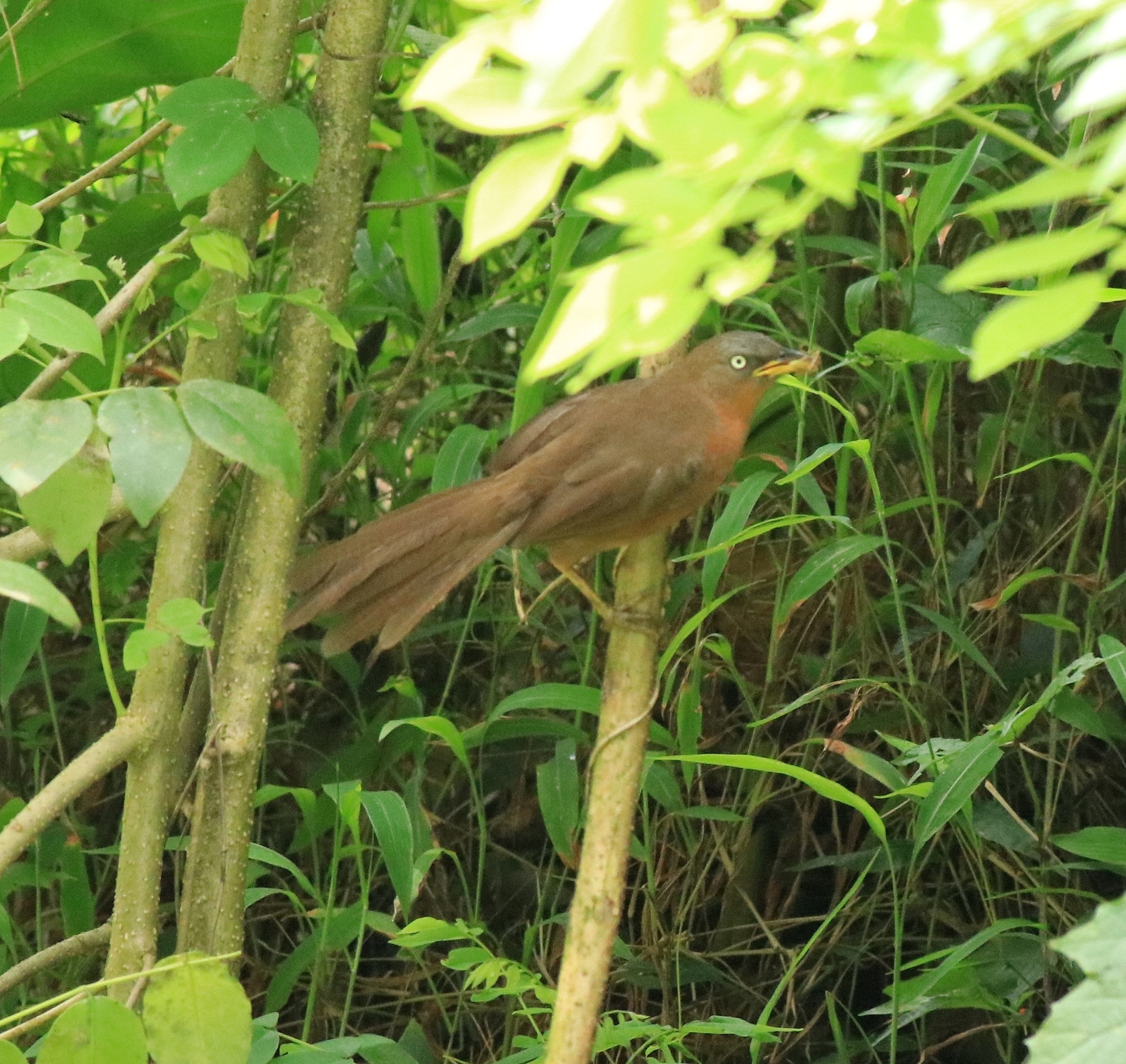 Rufous Babbler illustration