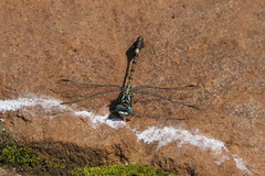 Paragomphus cognatus