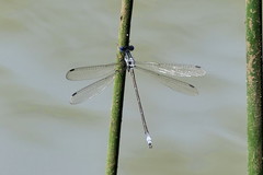 Lestes plagiatus