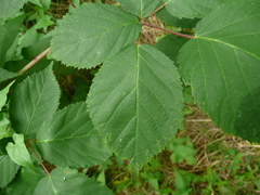 Rubus sulcatus