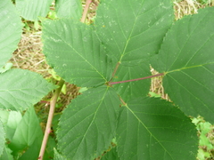Rubus sulcatus