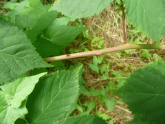 Rubus sulcatus