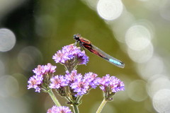 Platycypha fitzsimonsi