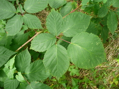 Rubus sulcatus