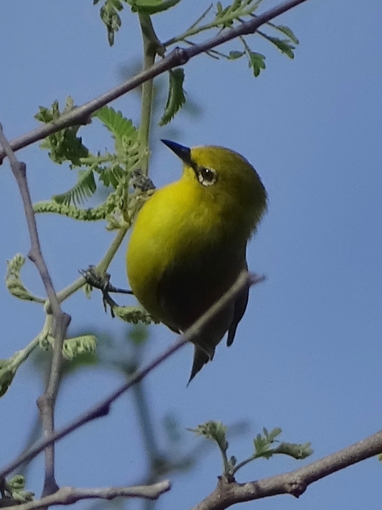 Southern Yellow White-eye (Zosterops anderssoni) photo