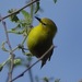 Southern Yellow White-Eye - Photo (c) Carol McDougall, some rights reserved (CC BY-NC), uploaded by Carol McDougall