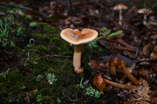 Amanita fulva