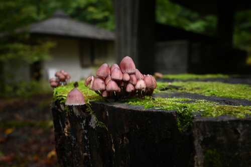 Mycena haematopus