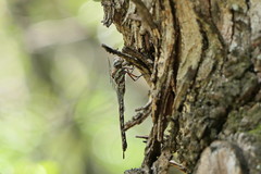 Pinheyschna subpupillata