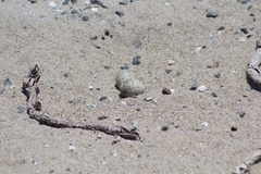 Sternula antillarum browni