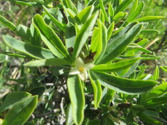 Daphne alpina