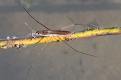 Limnoporus rufoscutellatus