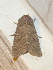 Protorthodes texicana