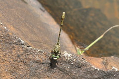 Ceratogomphus pictus