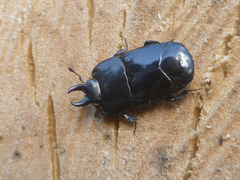 Hololepta