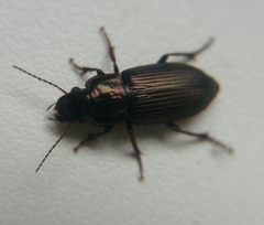 Harpalus distinguendus