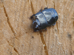 Hololepta