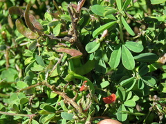 Indigofera sessilifolia