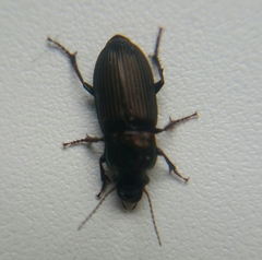 Harpalus distinguendus