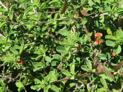 Indigofera sessilifolia