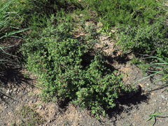 Indigofera sessilifolia