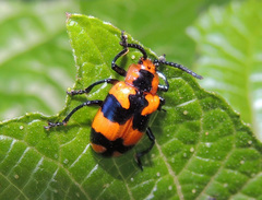 Phyllocharis undulata