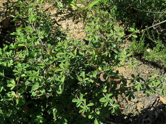 Indigofera sessilifolia