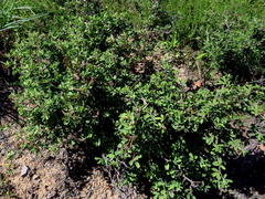 Indigofera sessilifolia