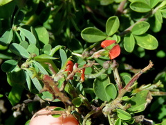 Indigofera sessilifolia