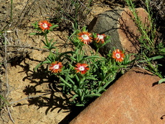 Delosperma multiflorum