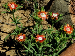 Delosperma multiflorum