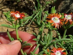 Delosperma multiflorum