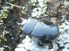 Hololepta