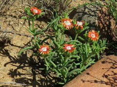 Delosperma multiflorum