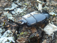 Hololepta
