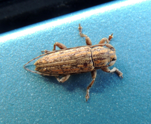 Sybra alternans · iNaturalist