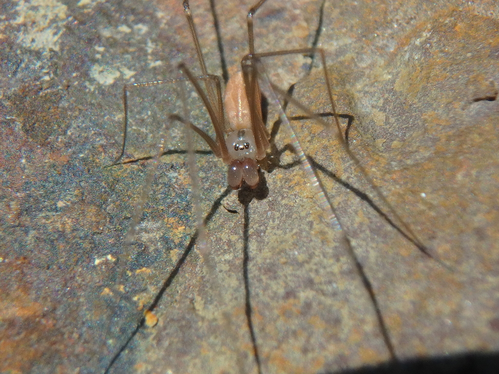 Pholcus crassipalpis