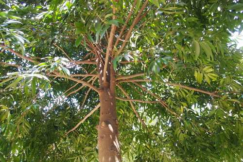 Asian bayberry