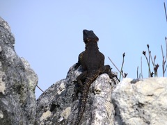 Pseudocordylus microlepidotus microlepidotus