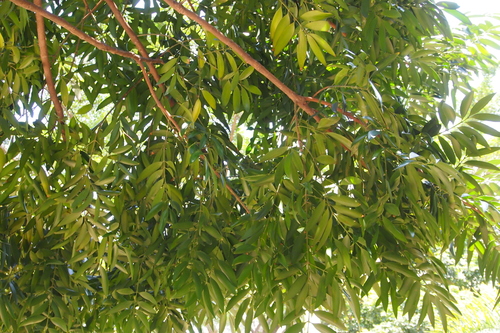 Asian bayberry