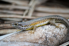 Trachylepis maculilabris